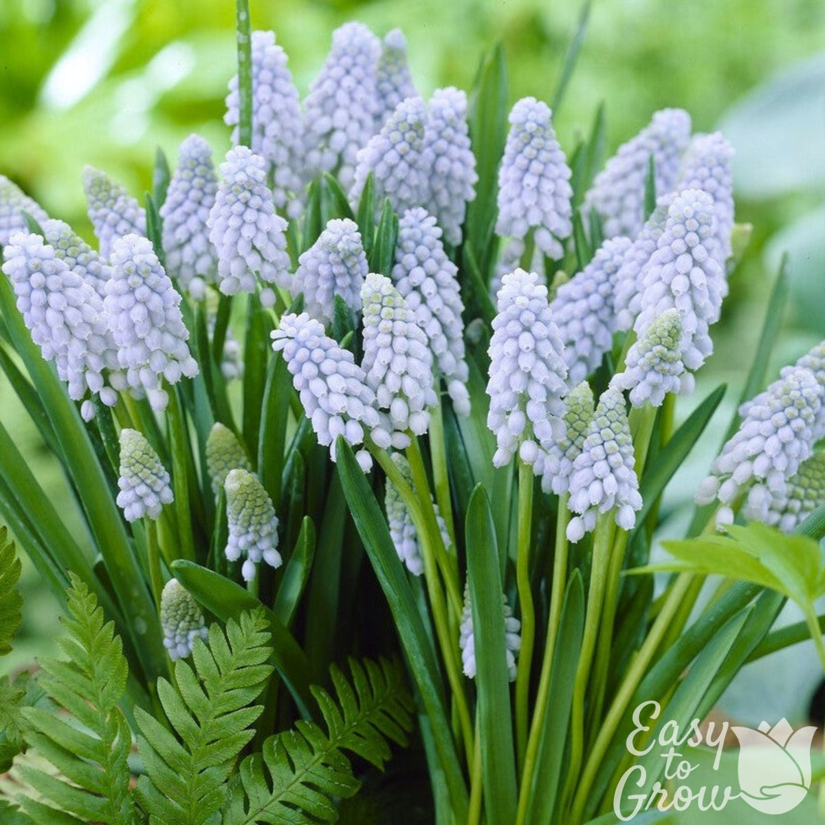 Muscari - Grape Hyacinth Valerie Finnis