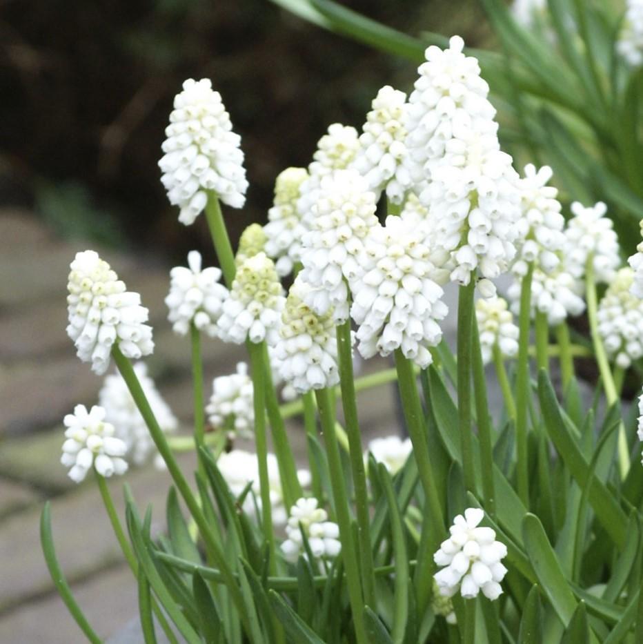 Skylight Mix Grape Hyacinth - PreOrder