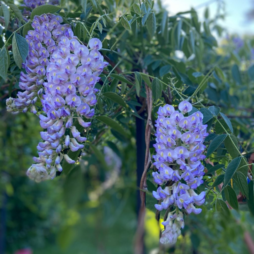 SUMMER CASCADE WISTERIA 2gal