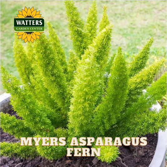 Myers Asparagus Fern with Watters Garden Center logo