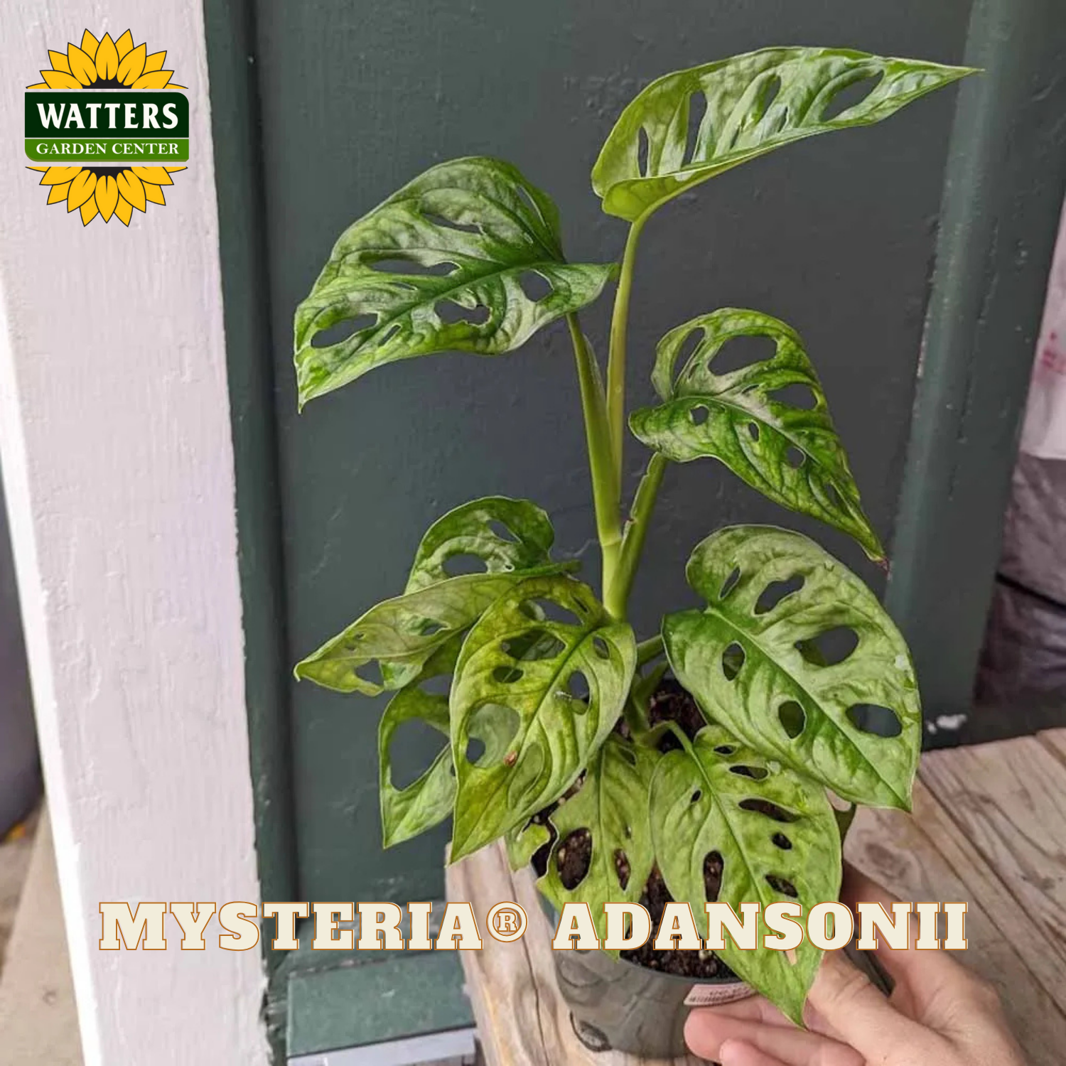 Potted plant held by a hand with 'Watters Garden Center' logo in the corner.