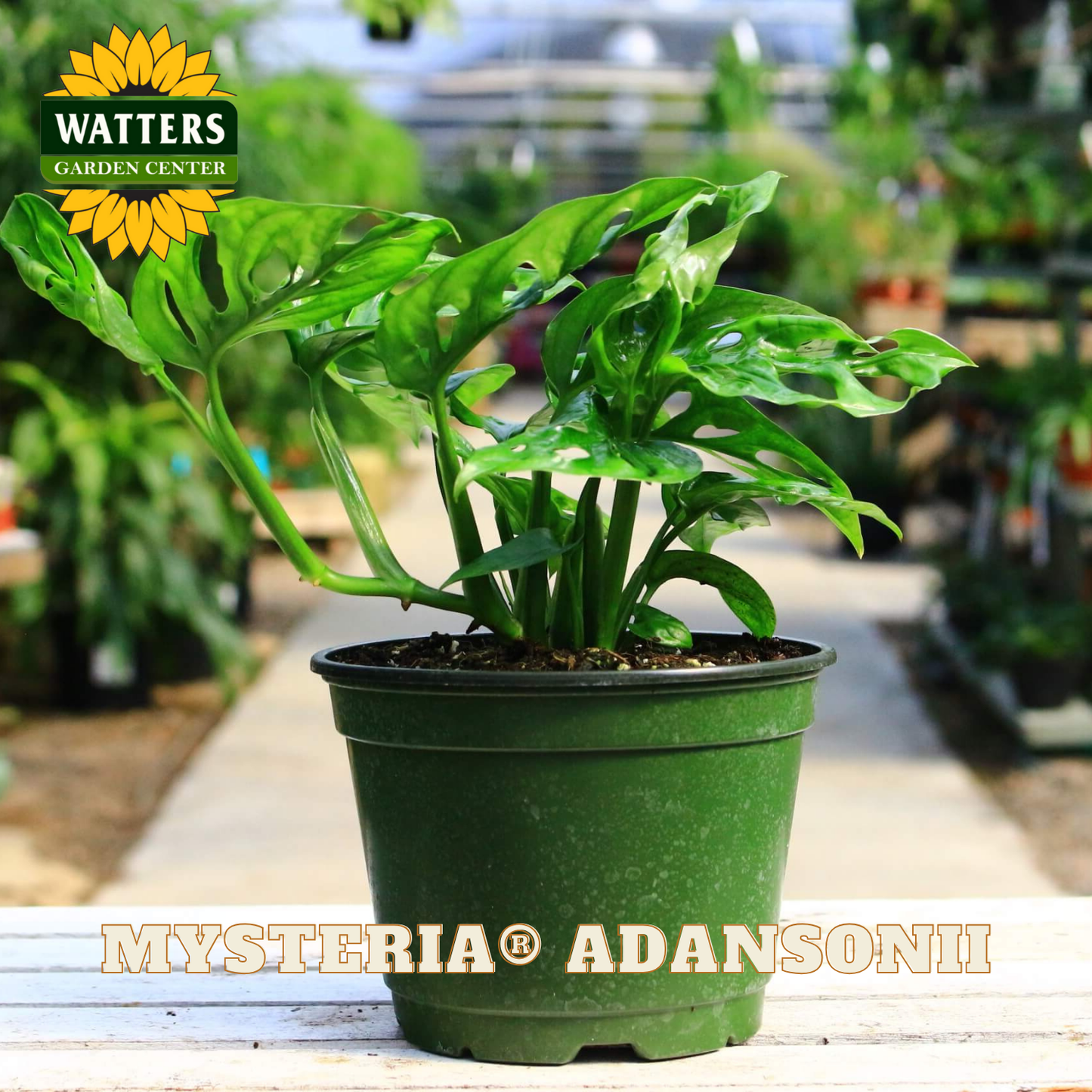 Potted plant with 'Watters Garden Center' logo in the background