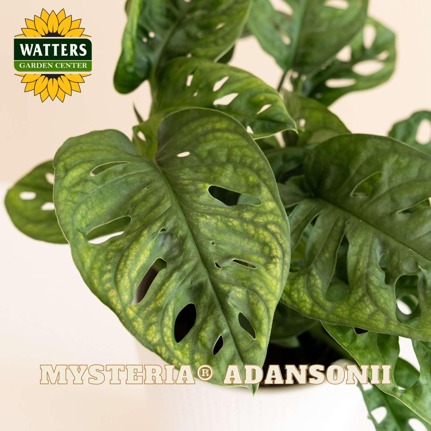 Green leafy plant with Watters Garden Center logo and 'Mysteria Adansonii' text.