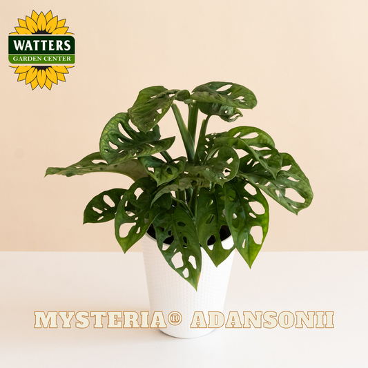 Potted plant with Watters Garden Center branding on a beige background