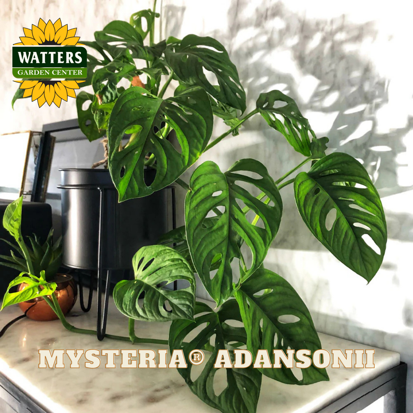 Green leafy plant on a marble surface with Watters Garden Center branding.
