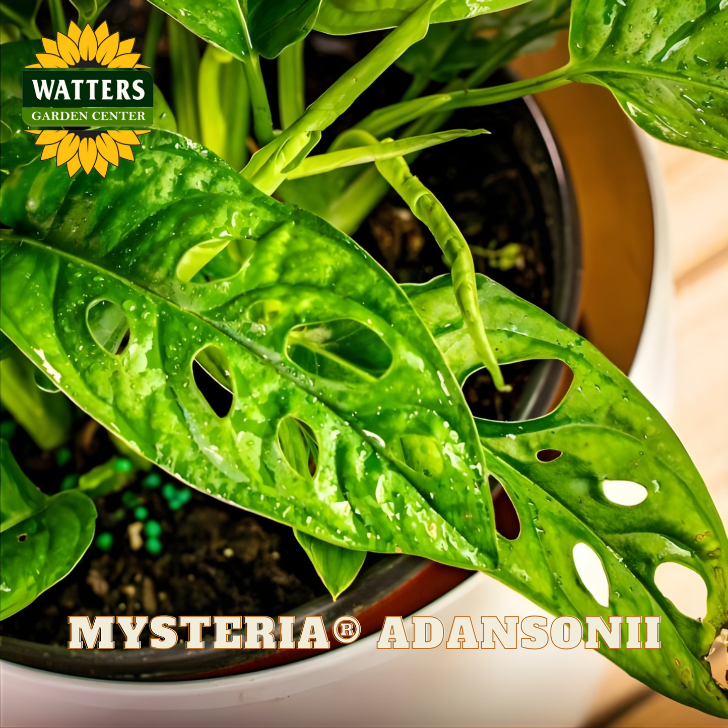 Potted plant with Watters Garden Center branding and 'Mysteria Adansonii' text.