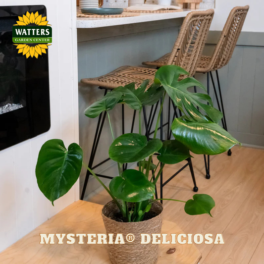 Mysteria® Deliciosa