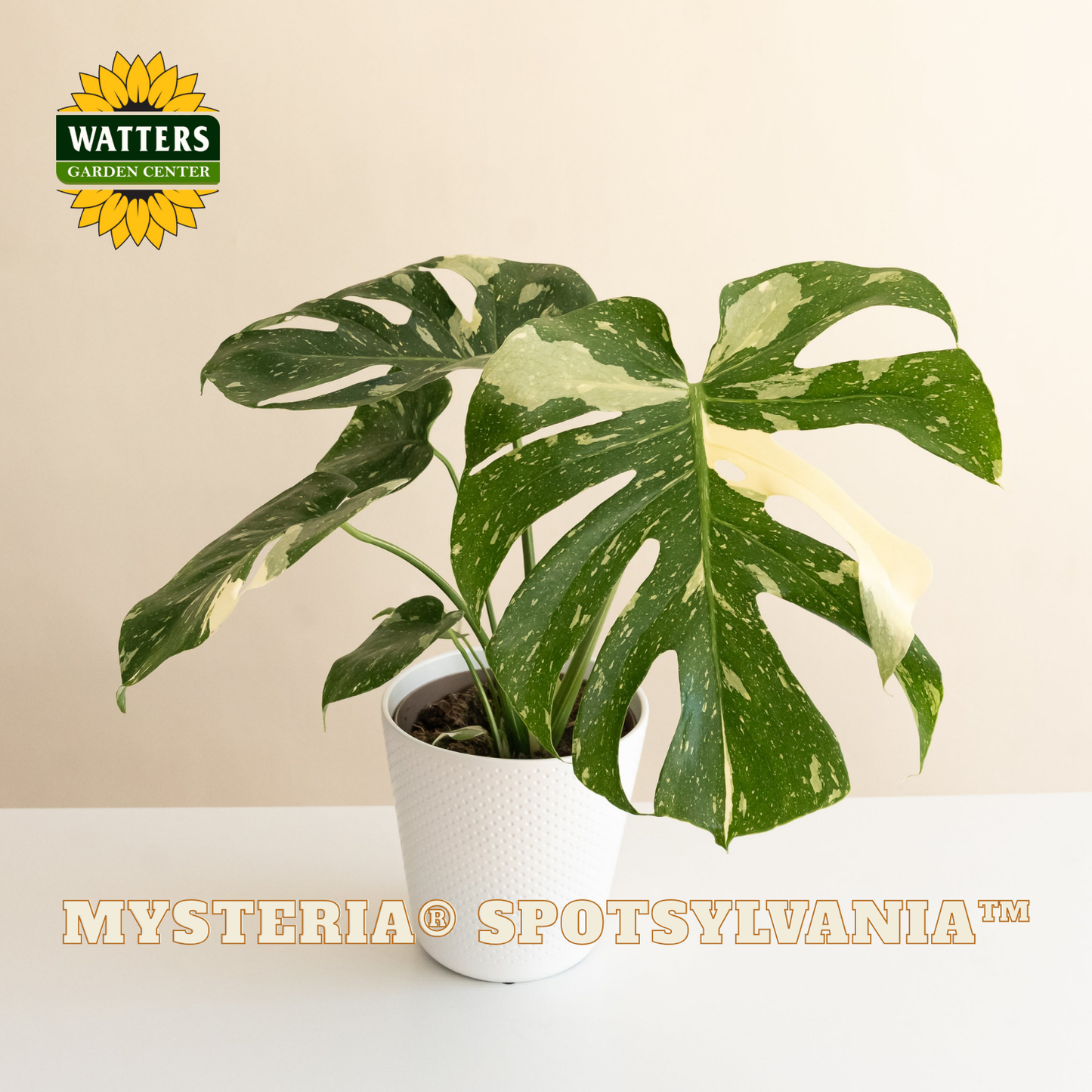 Mysteria® Spotsylvania™