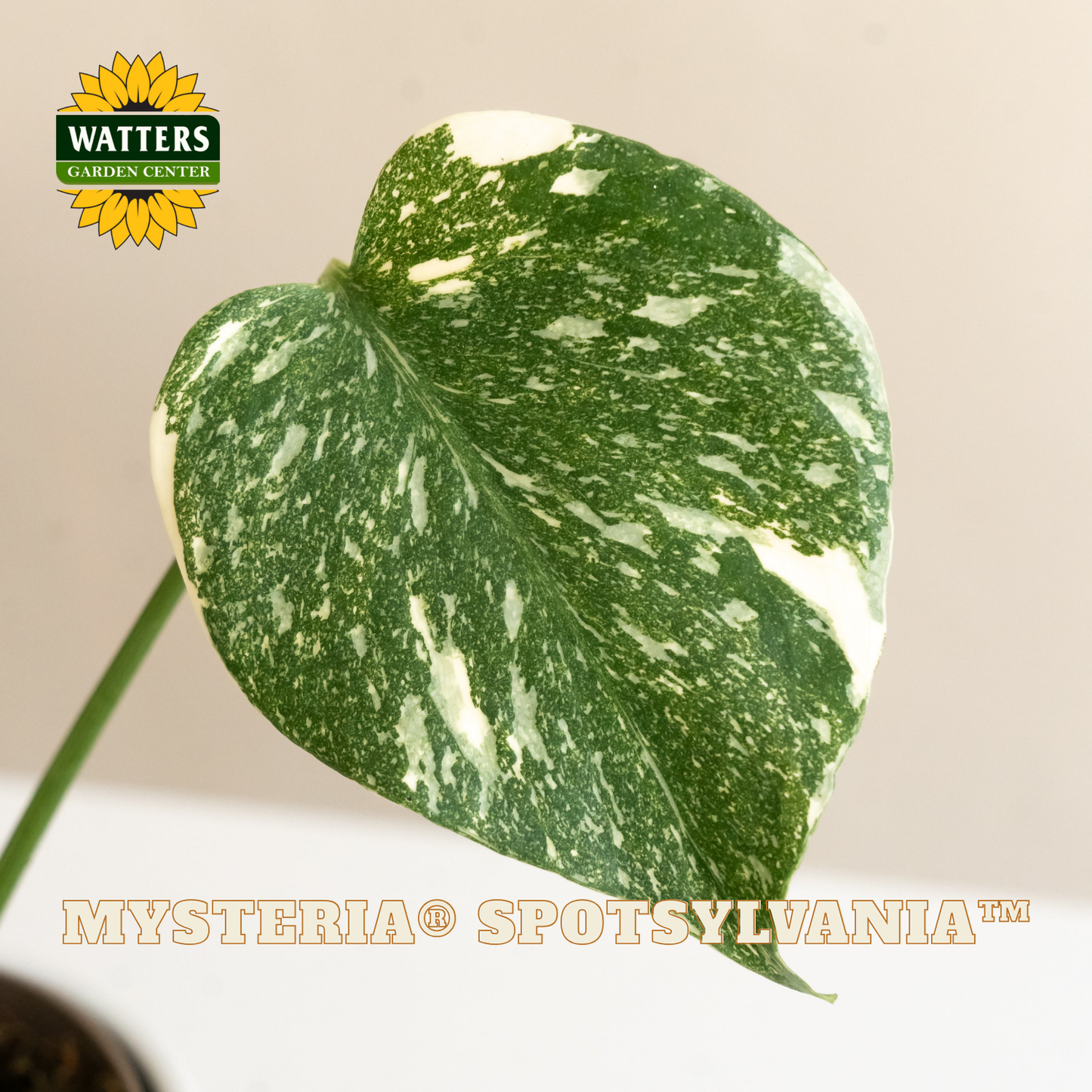 Mysteria® Spotsylvania™