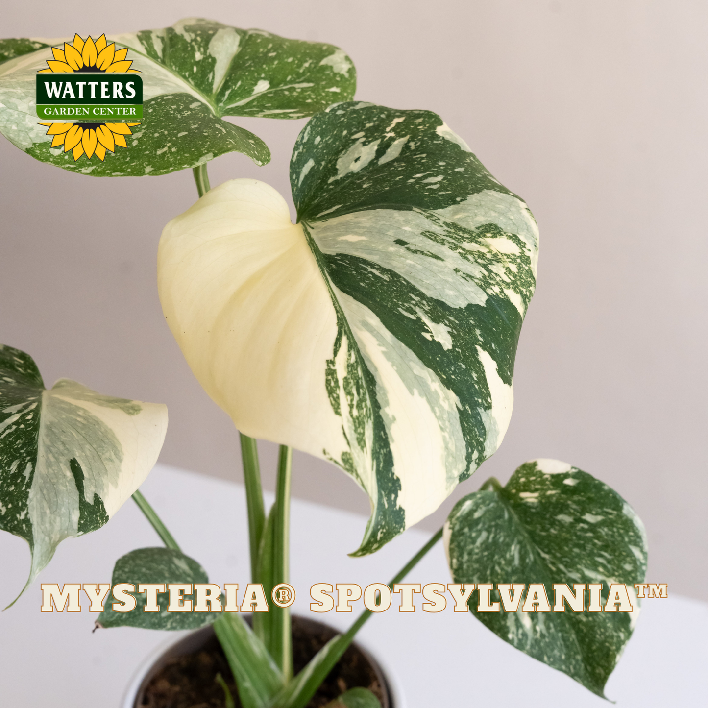 Mysteria® Spotsylvania™