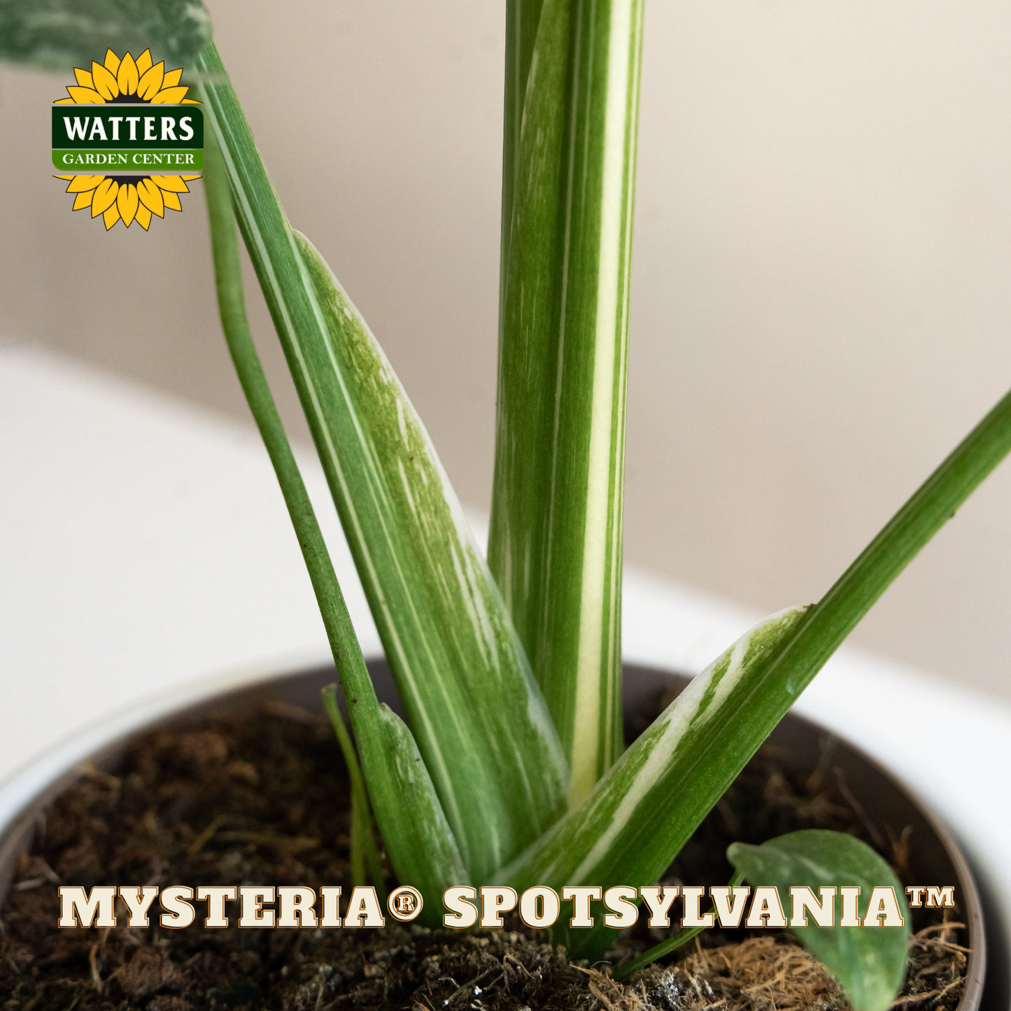 Mysteria® Spotsylvania™