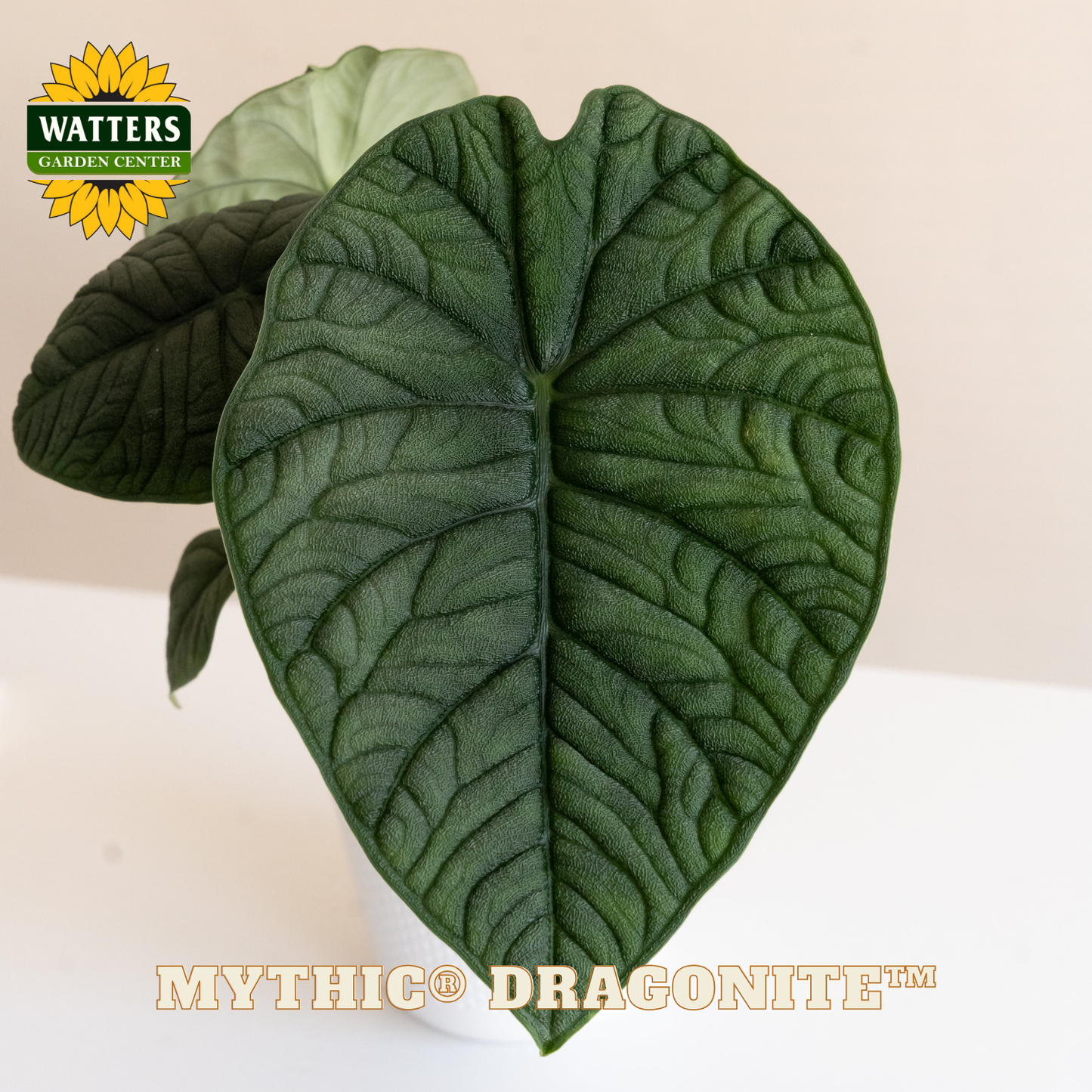 Mythic® Dragonite™