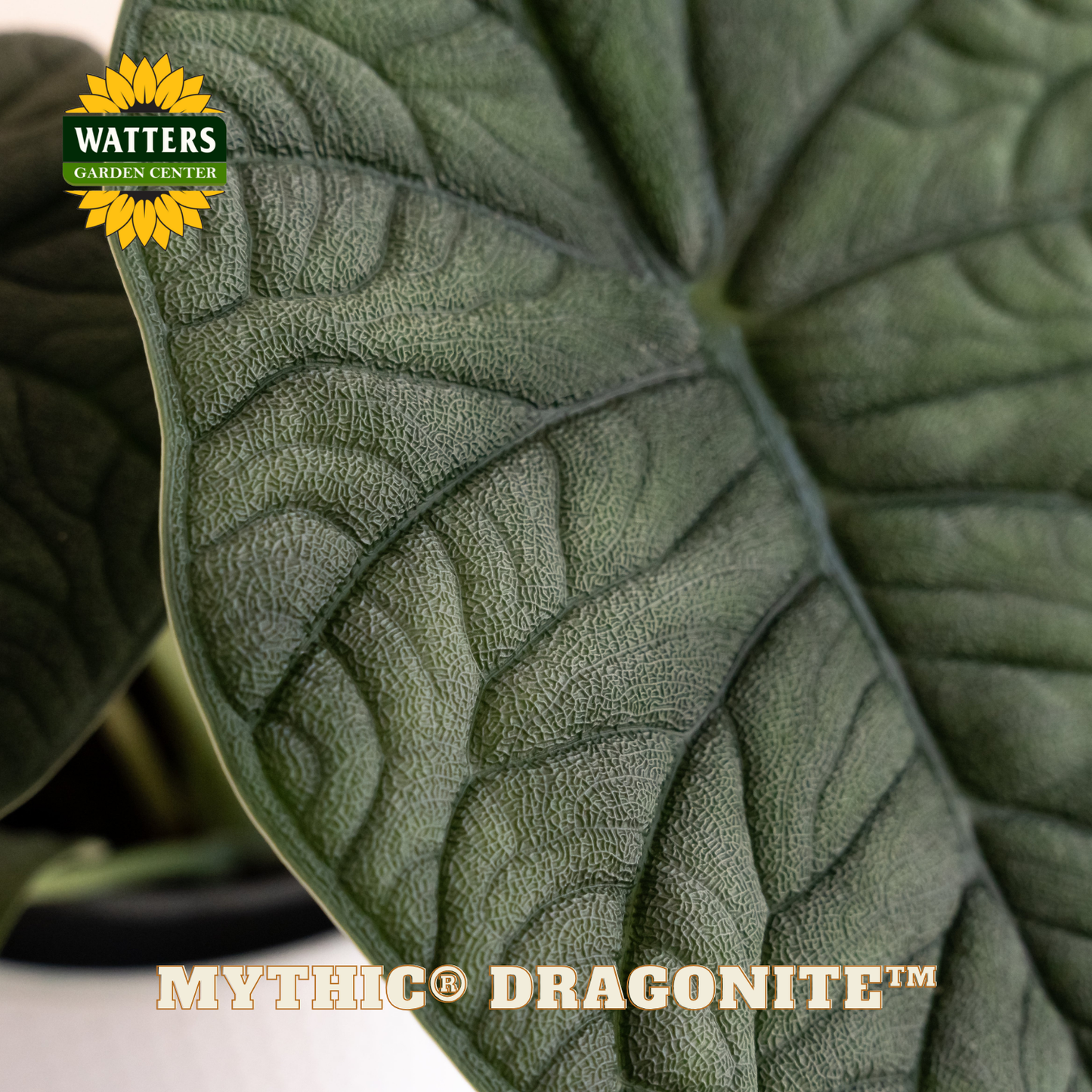 Mythic® Dragonite™