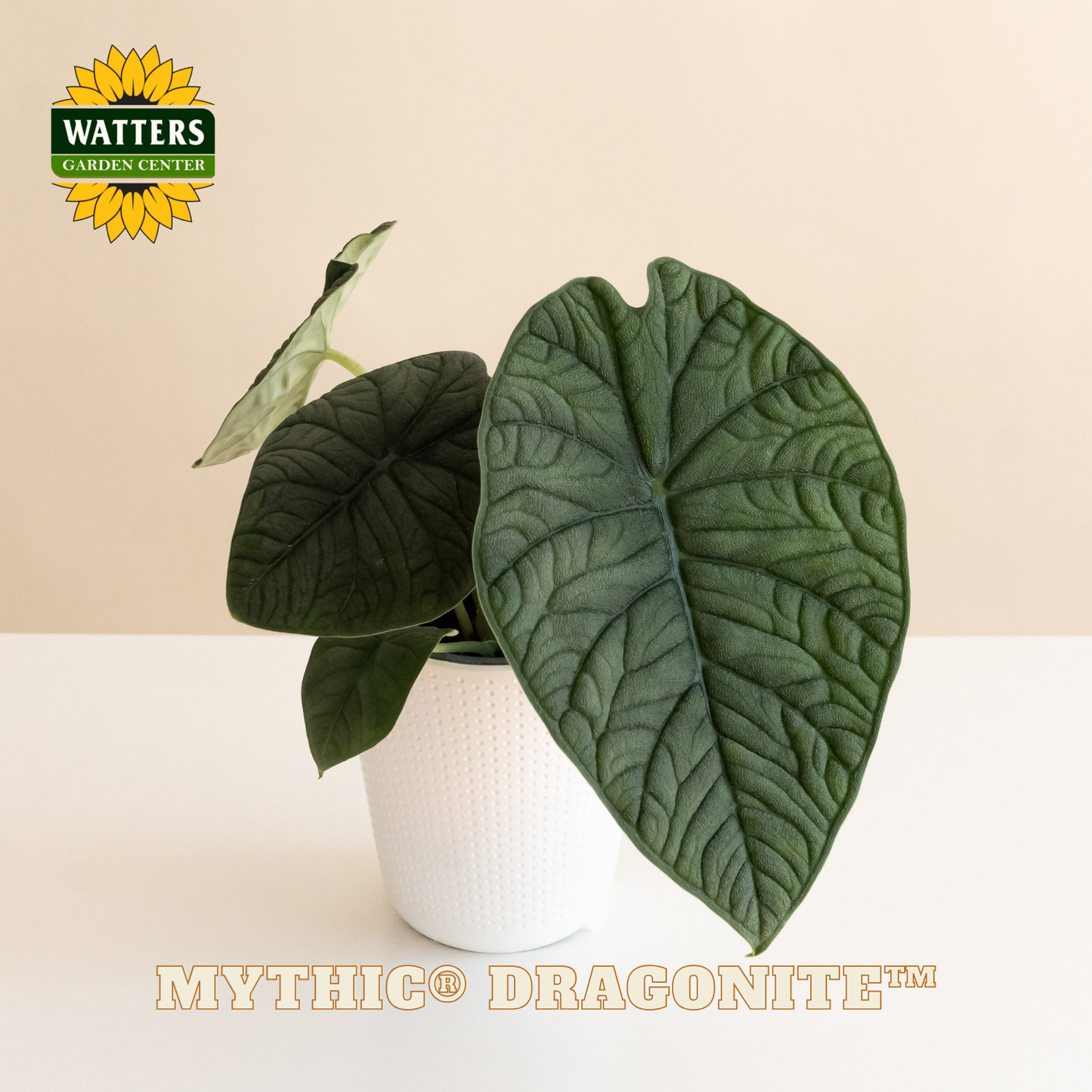 Mythic® Dragonite™