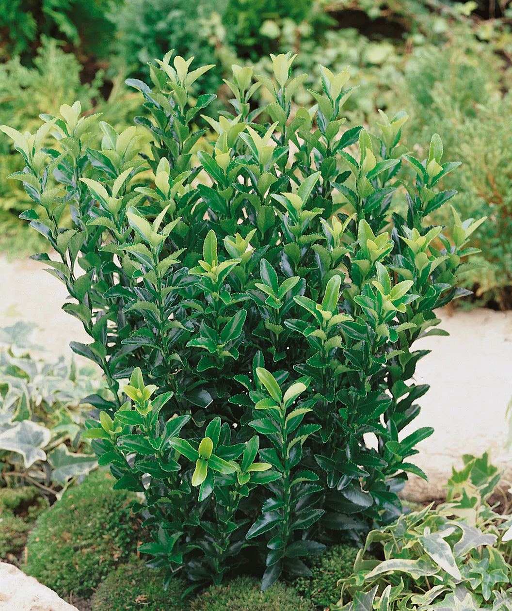 GREEN SPIRE EUONYMUS 2gal
