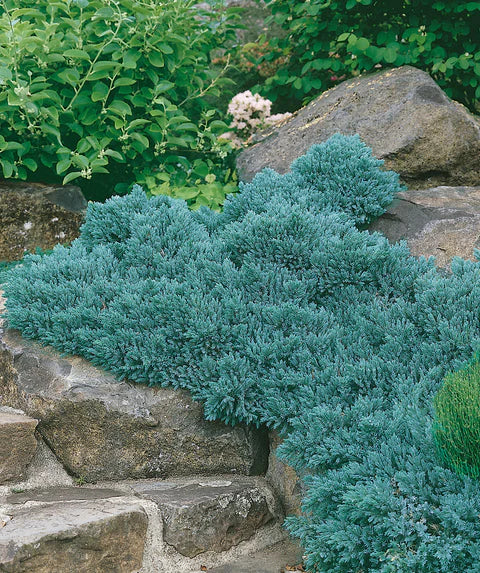 BLUE STAR JUNIPER 3gal