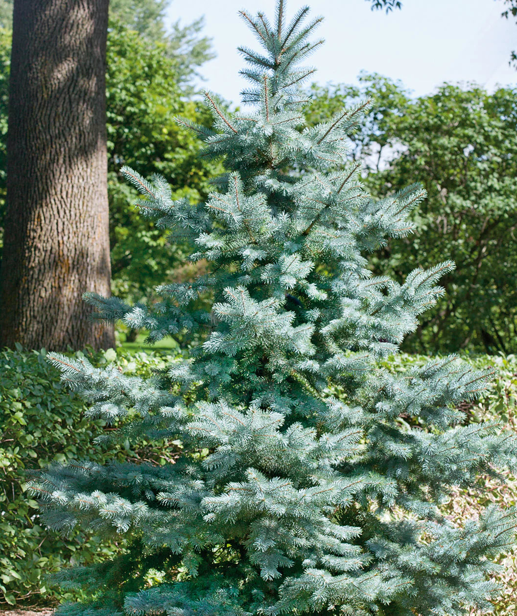 BLUE DIAMOND SPRUCE TREE 15gal