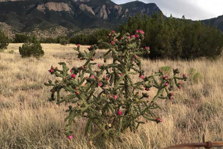 TREE CHOLLA 5GAL