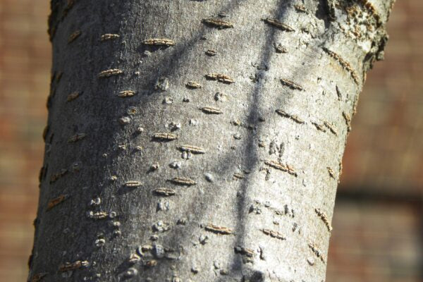 ZELKOVA ELM TREE 25gal