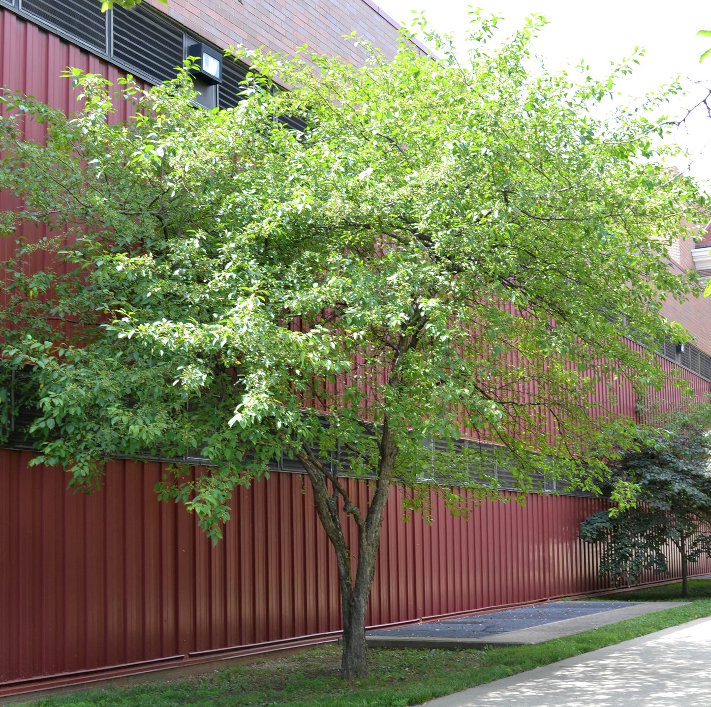SNOW DRIFT CRABAPPLE TREE 15gal