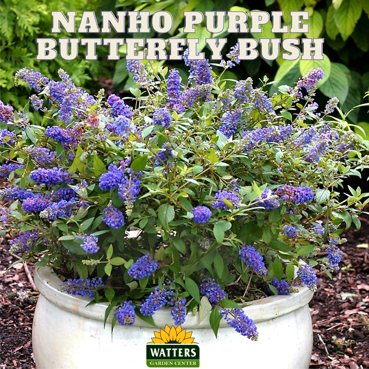 NANHO PURPLE BUTTERFLY BUSH 3gal