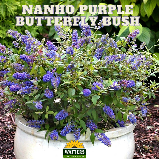 NANHO PURPLE BUTTERFLY BUSH 3gal