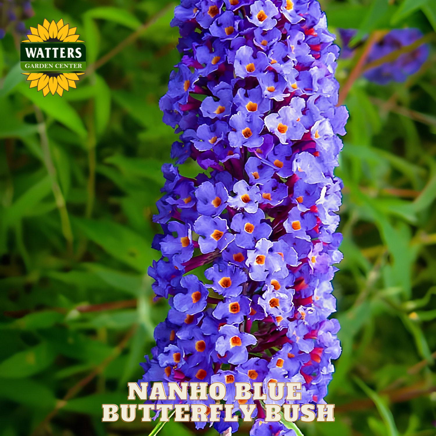 Nanho Blue Butterfly Bush with Watters Garden Center branding