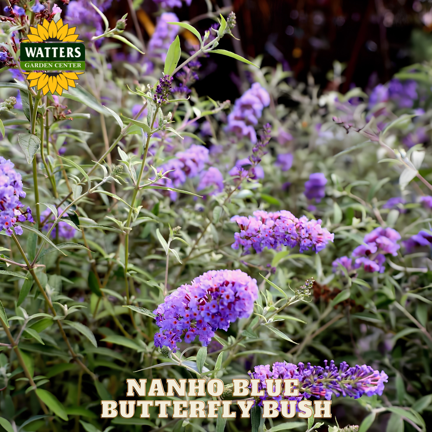 Nanho Blue Butterfly Bush with Watters Garden Center branding
