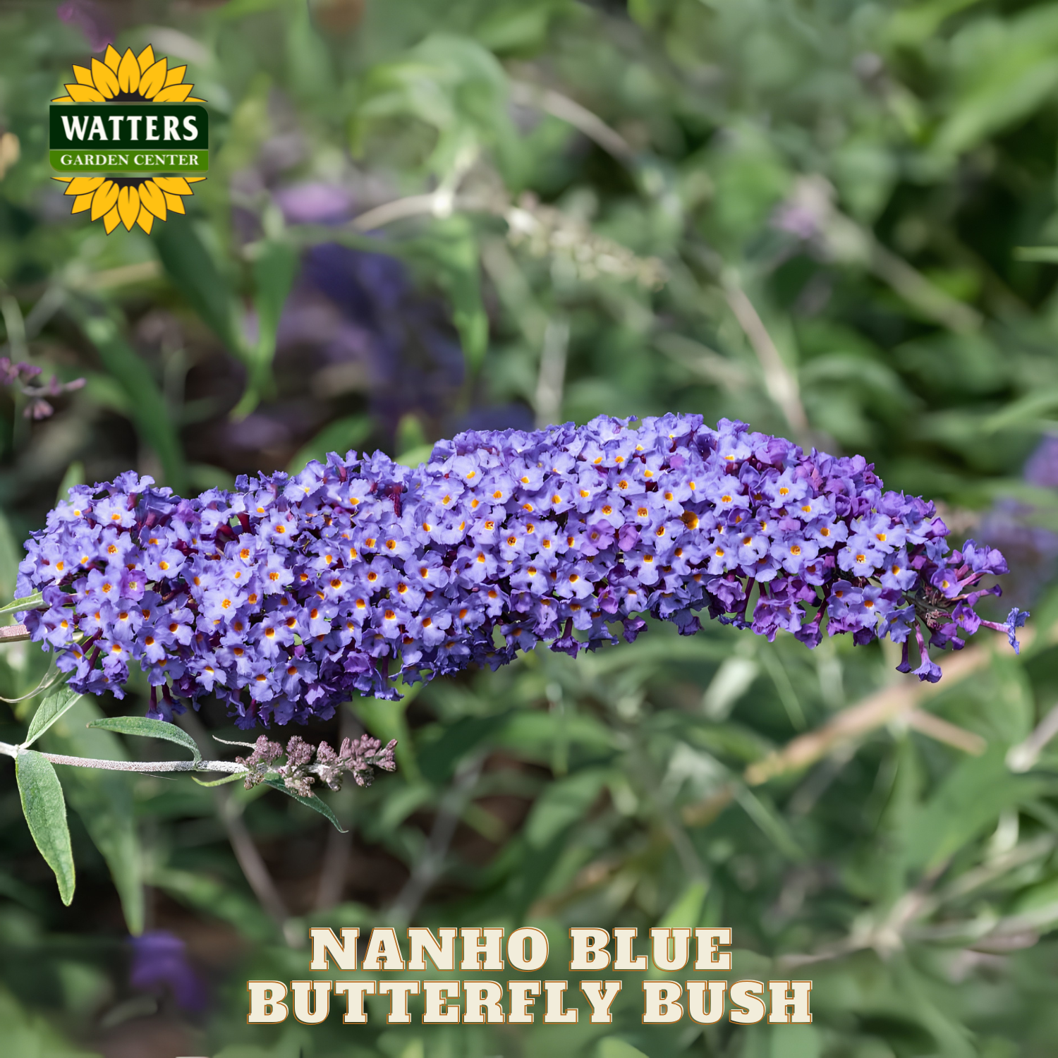 Nanho Blue Butterfly Bush with Watters Garden Center logo