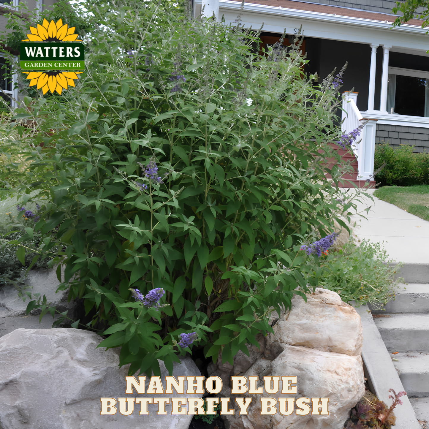 Nanho Blue Butterfly Bush in a garden setting with Watters Garden Center branding.
