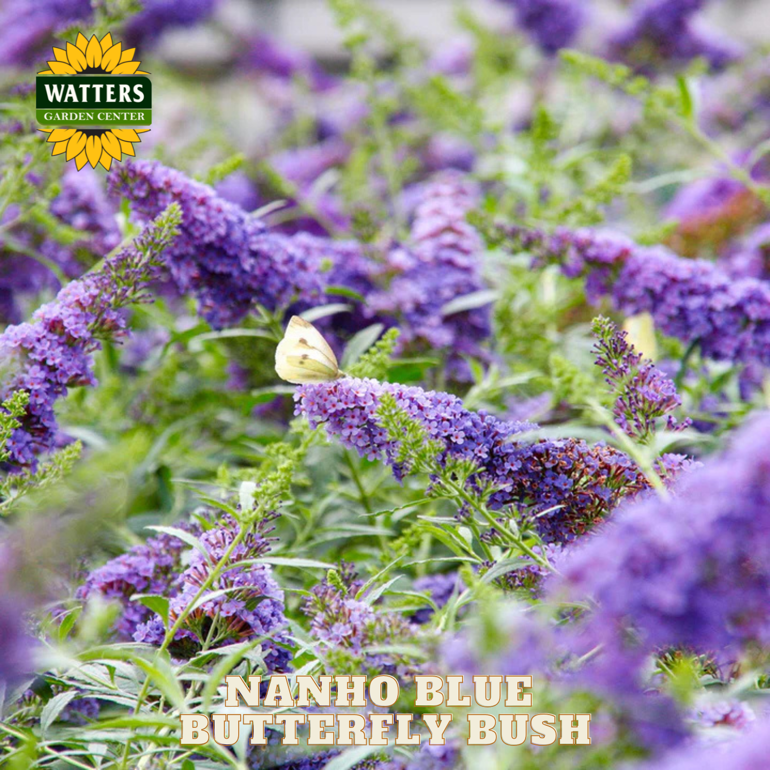 Nanho Blue Butterfly Bush with a butterfly on it, branded by Watters Garden Center.