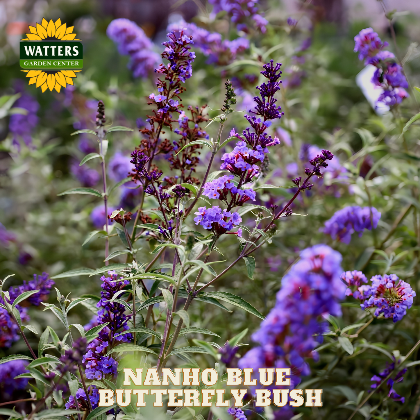 Nanho Blue Butterfly Bush with Watters Garden Center branding