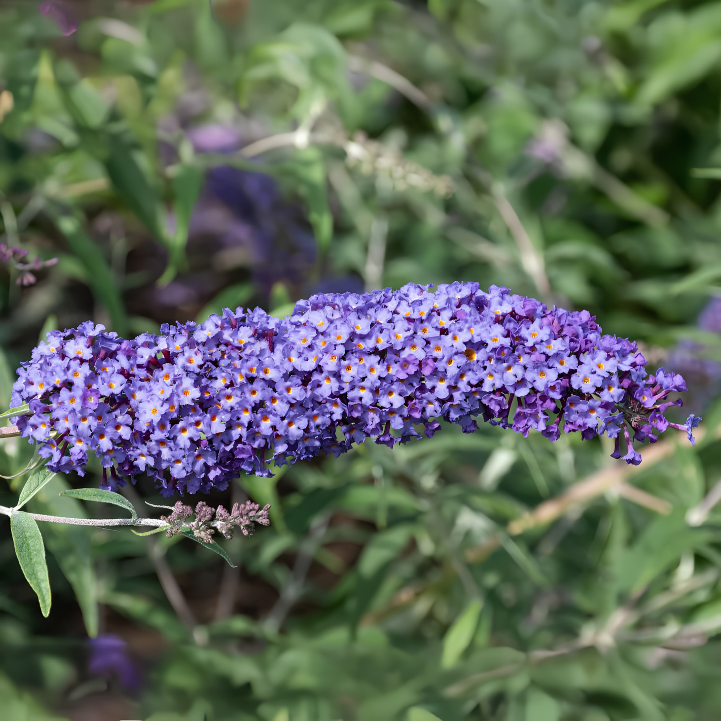 Purple flower cluster with green leaves on a blurred natural background