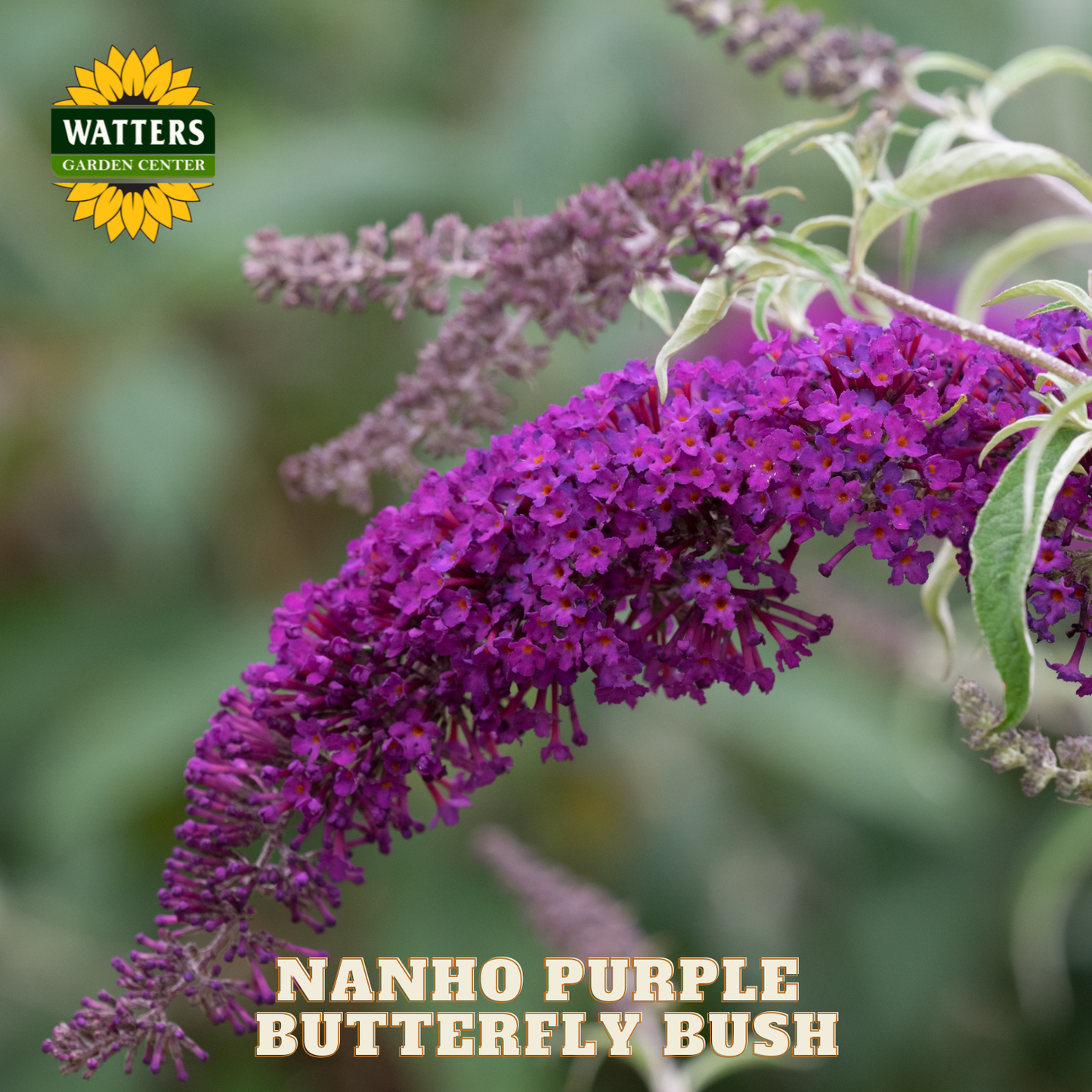 Nanho Purple Butterfly Bush with Watters Garden Center logo
