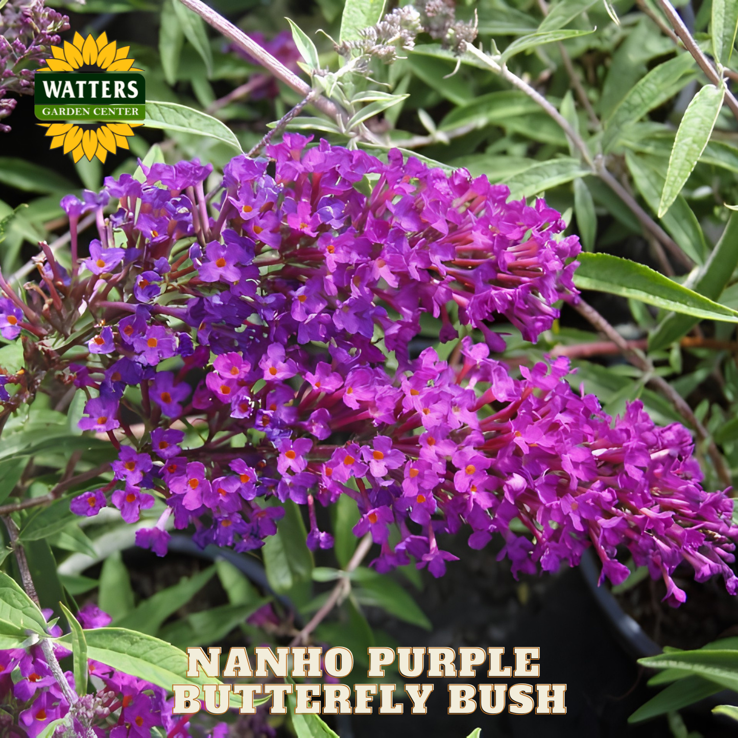 Nanho Purple Butterfly Bush with Watters Garden Center logo