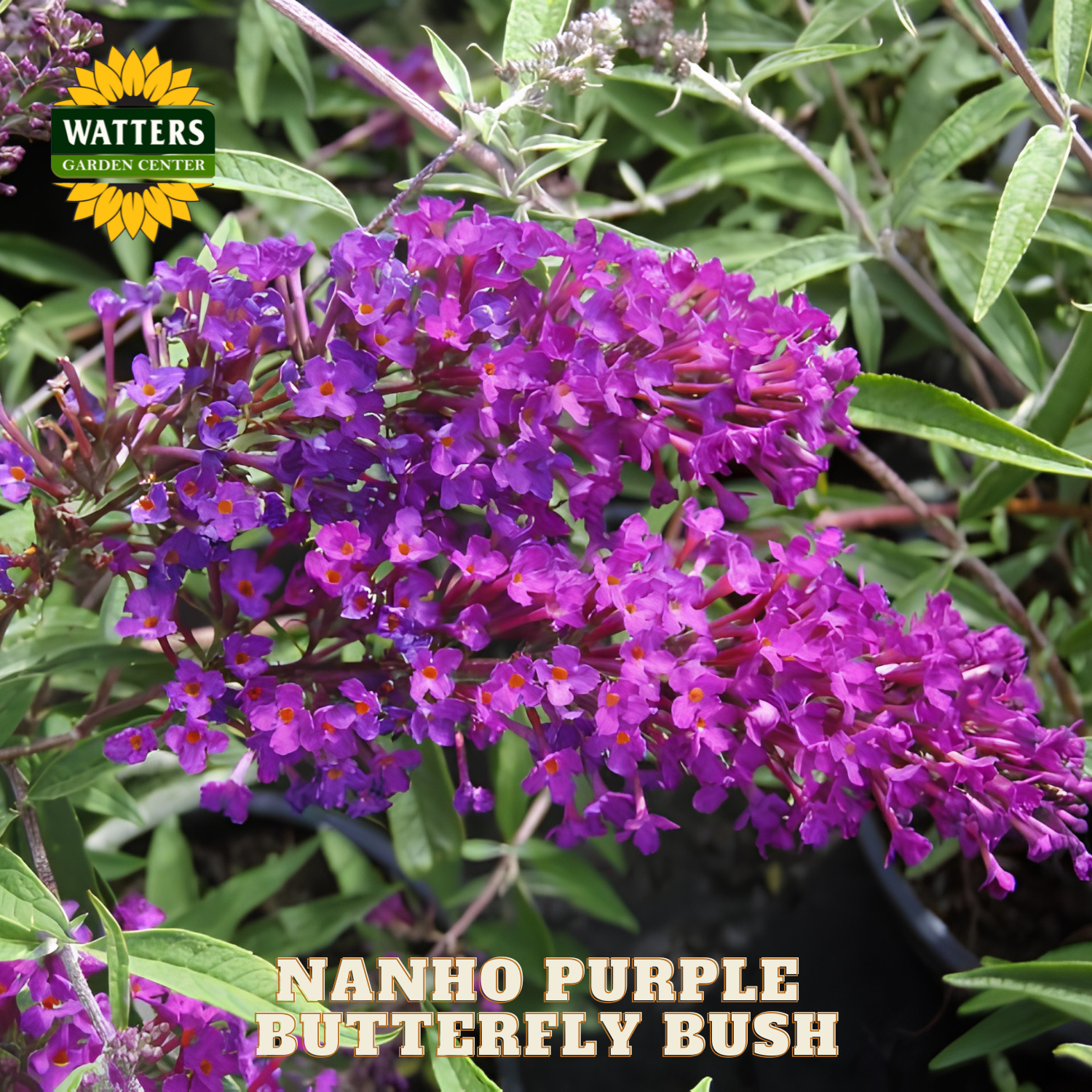 Nanho Purple Butterfly Bush with Watters Garden Center logo