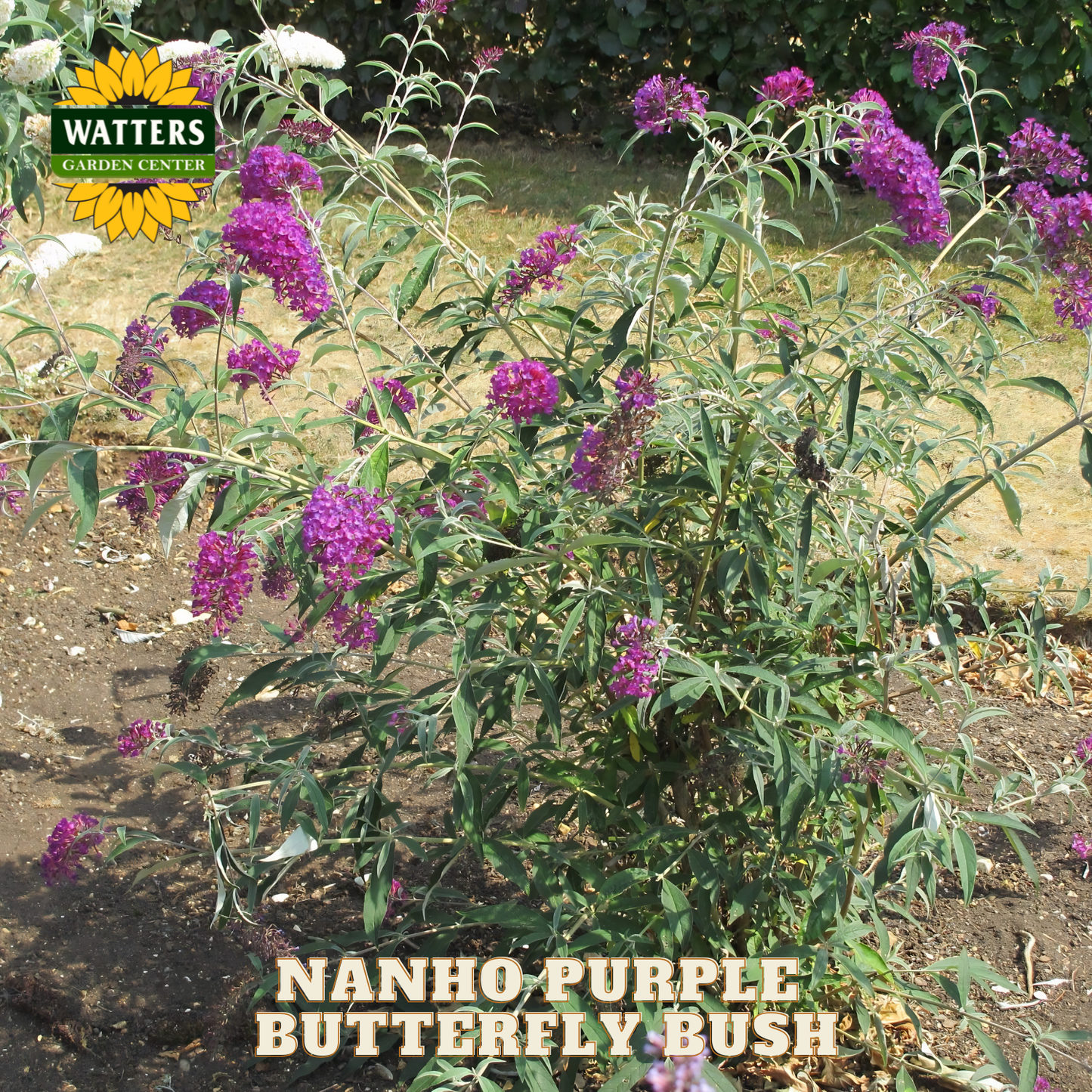 Nanho Purple Butterfly Bush with Watters Garden Center branding