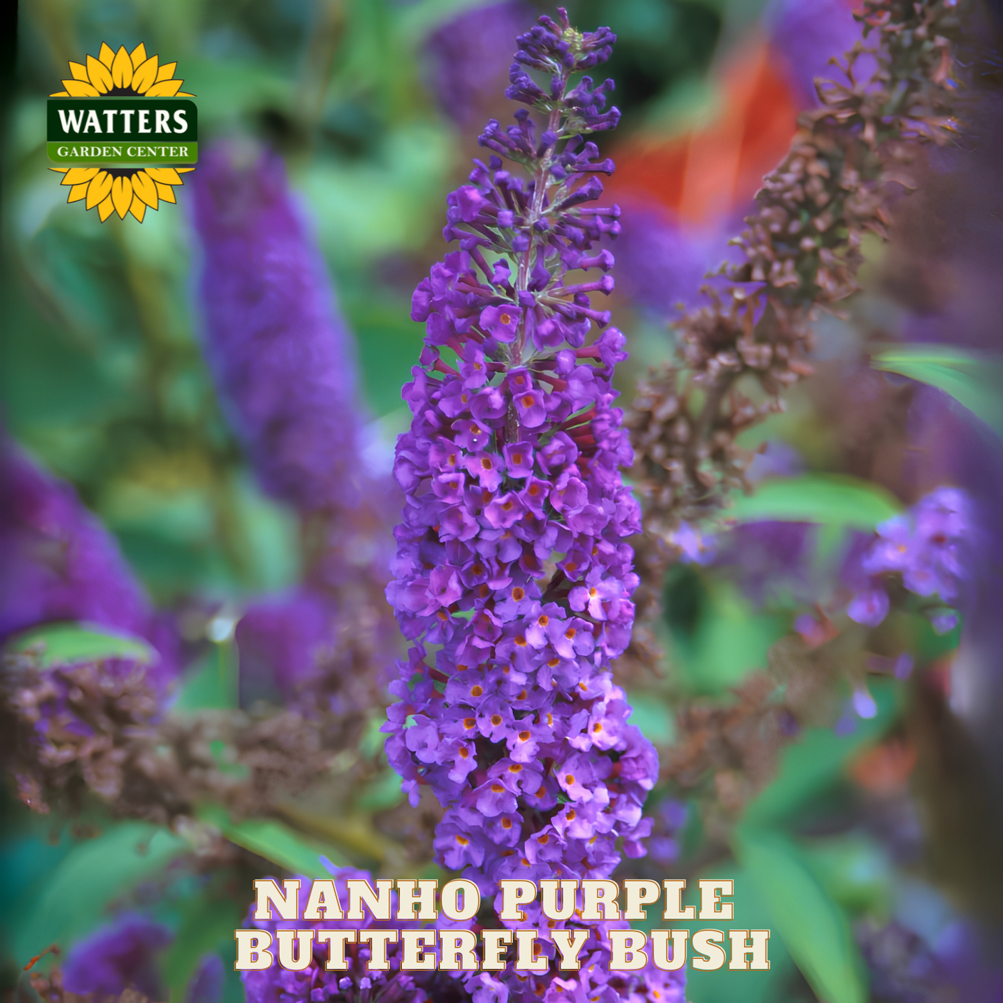 Nanho Purple Butterfly Bush with Watters Garden Center logo