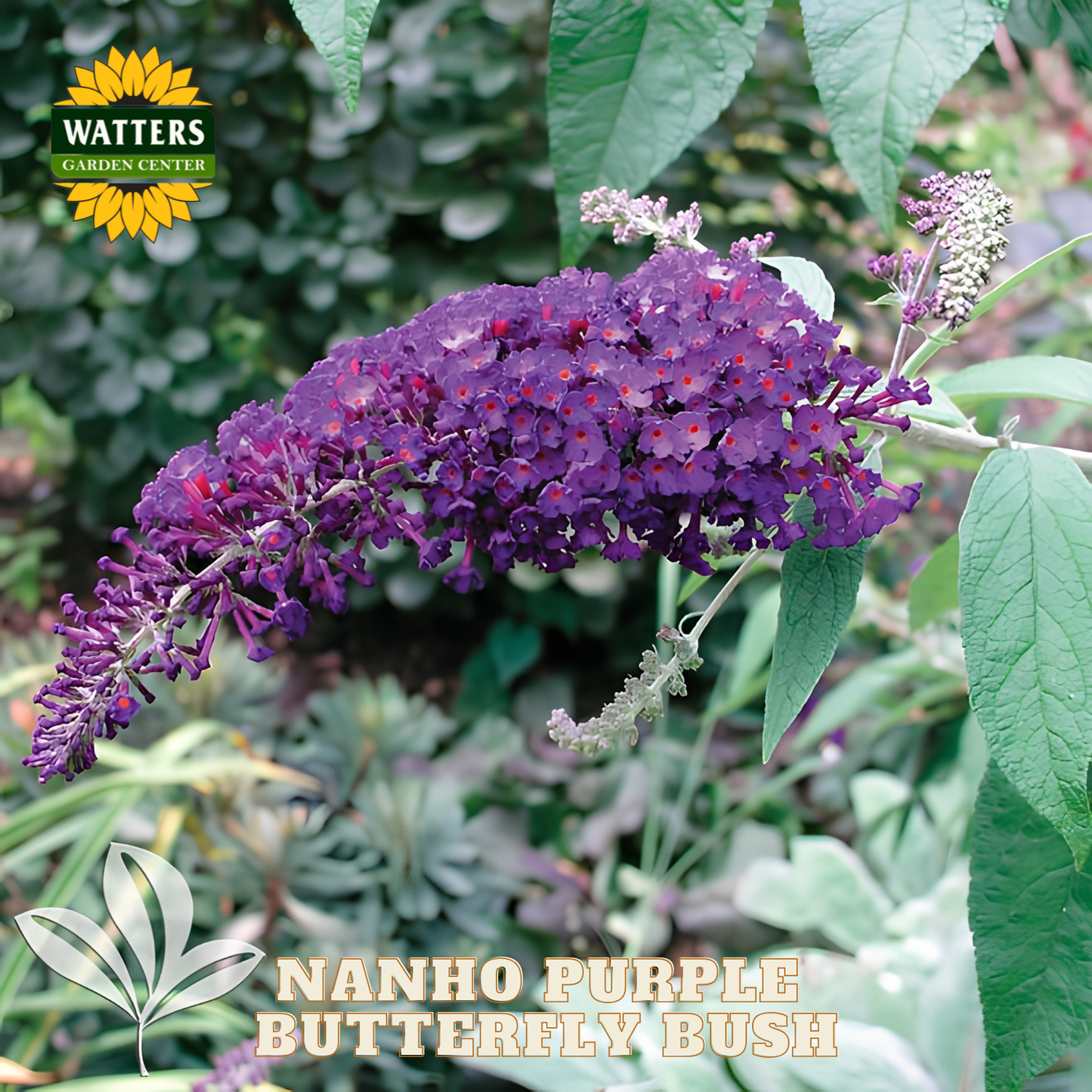 Nanho Purple Butterfly Bush with Watters Garden Center branding