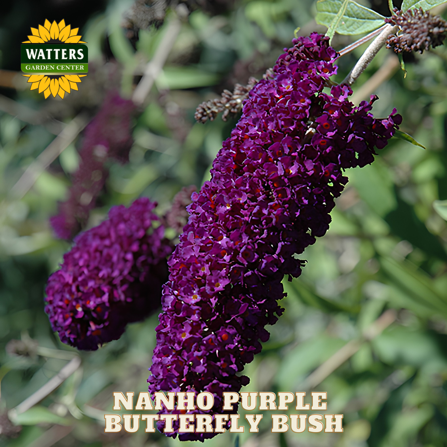 Nanho Purple Butterfly Bush with Watters Garden Center logo