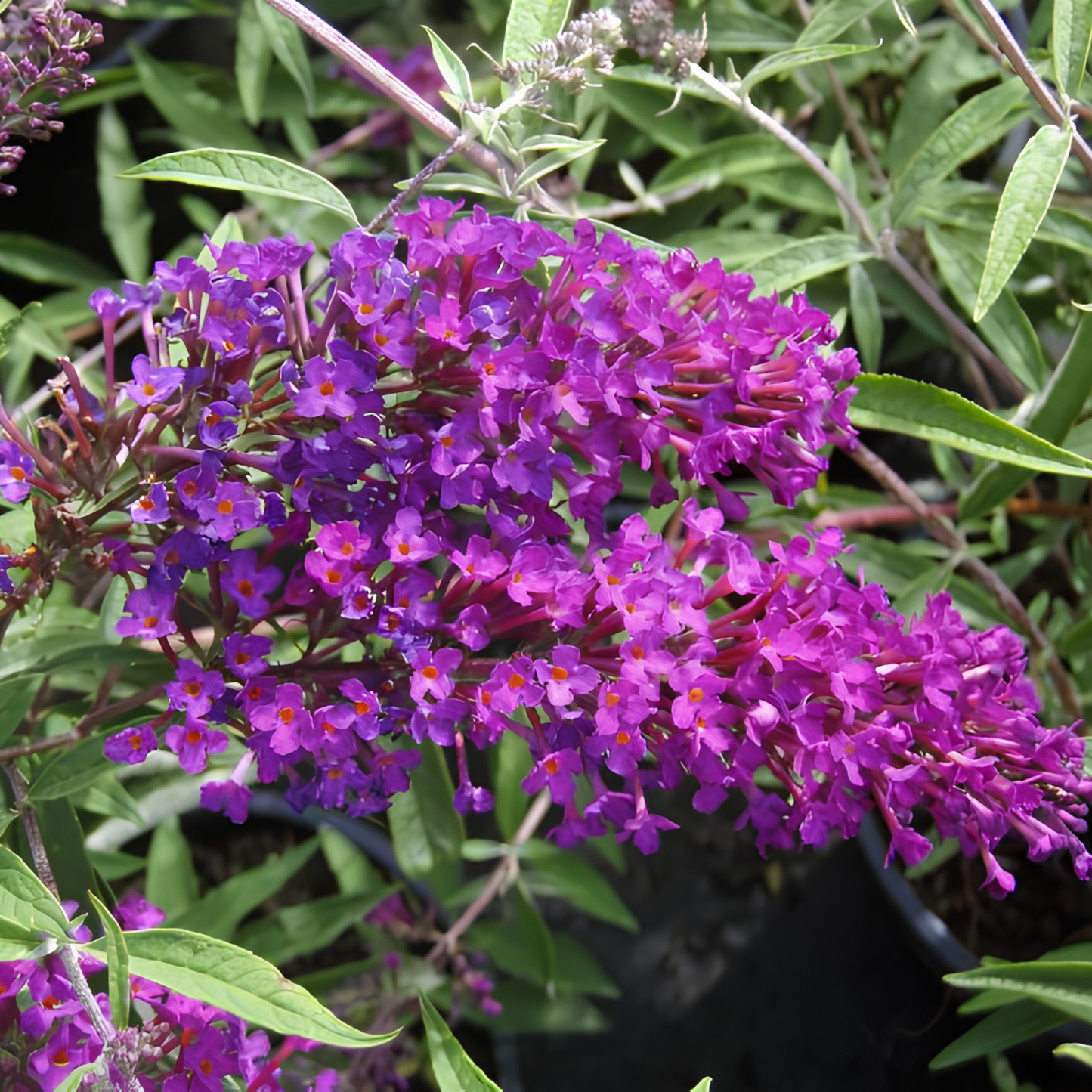 Close-up of purple flowers with green leaves