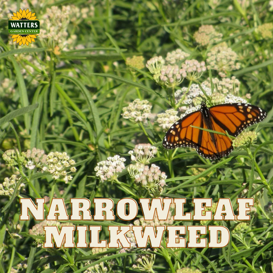 NARROWLEAF MILKWEED 1gal