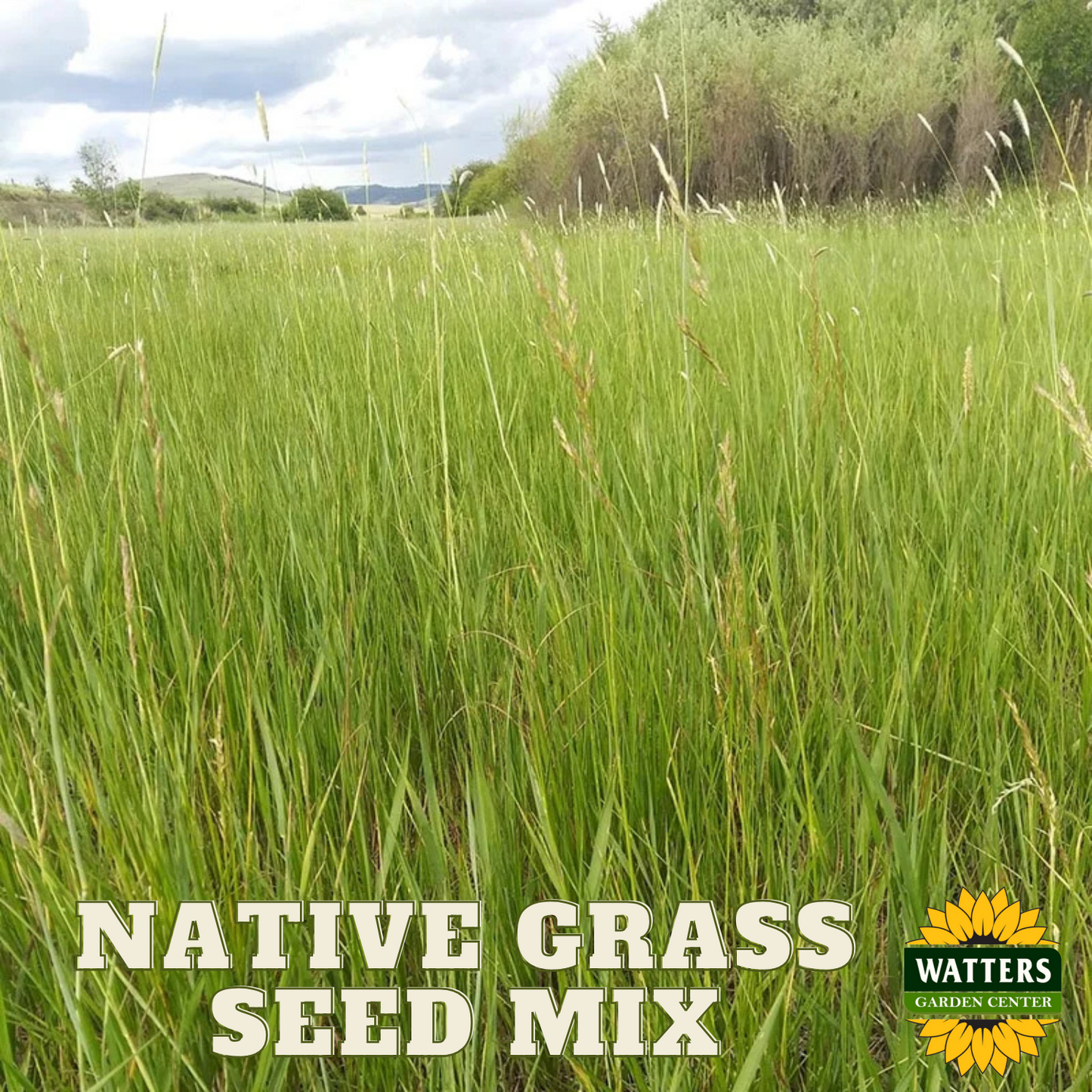 NATIVE REVEGETATION GRASS SEED