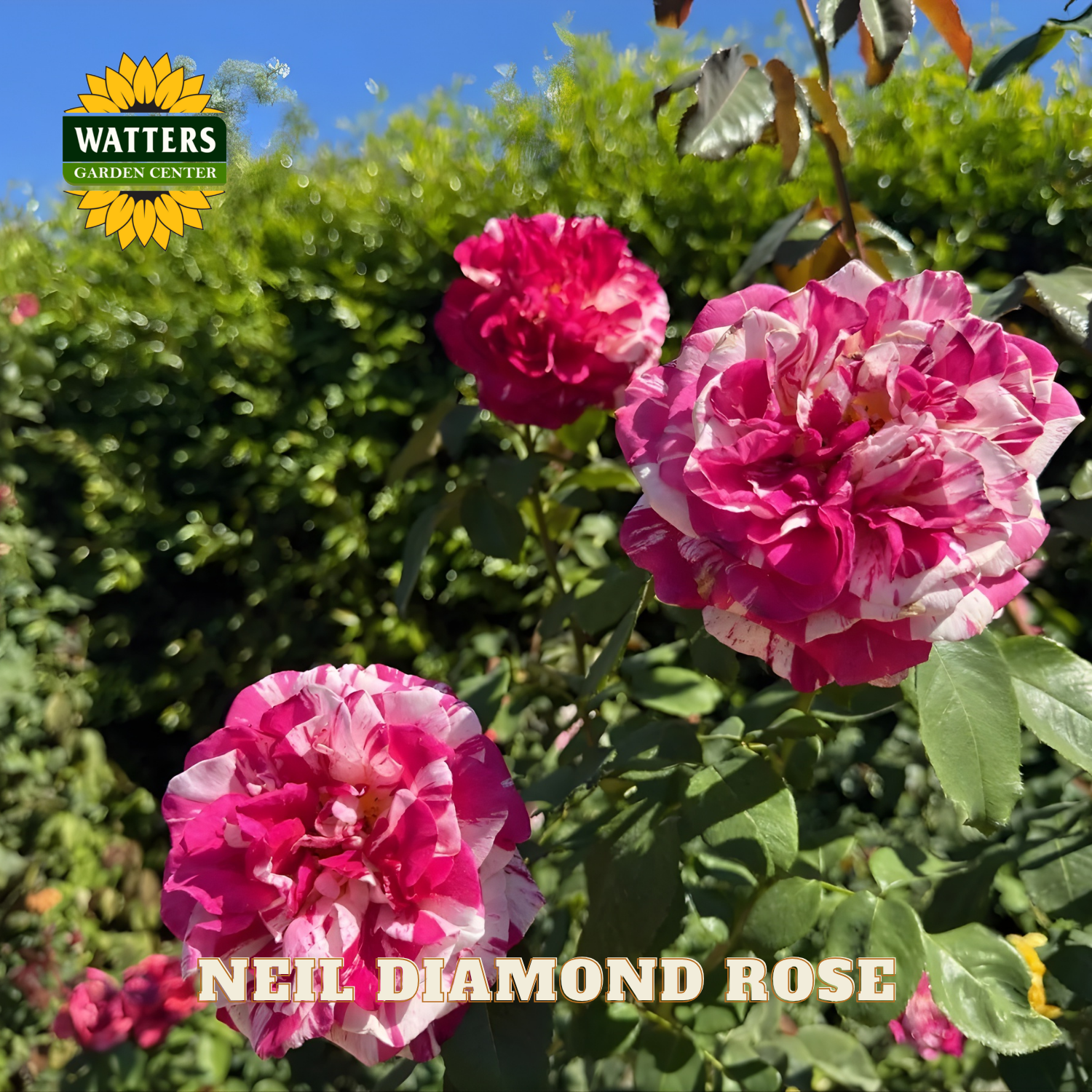 Pink and white flowers with 'Watters Garden Center' logo and 'Neil Diamond Rose' text.