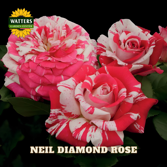 Pink and white striped roses with 'Watters Garden Center' logo and 'Neil Diamond Rose' text.
