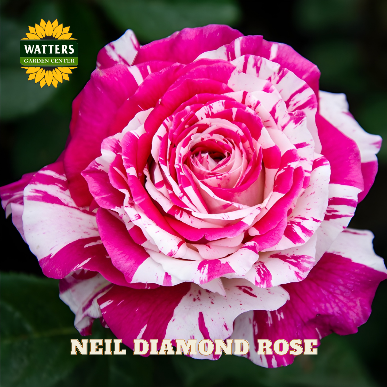 Pink and white striped rose with 'Watters Garden Center' logo and 'Neil Diamond Rose' text.