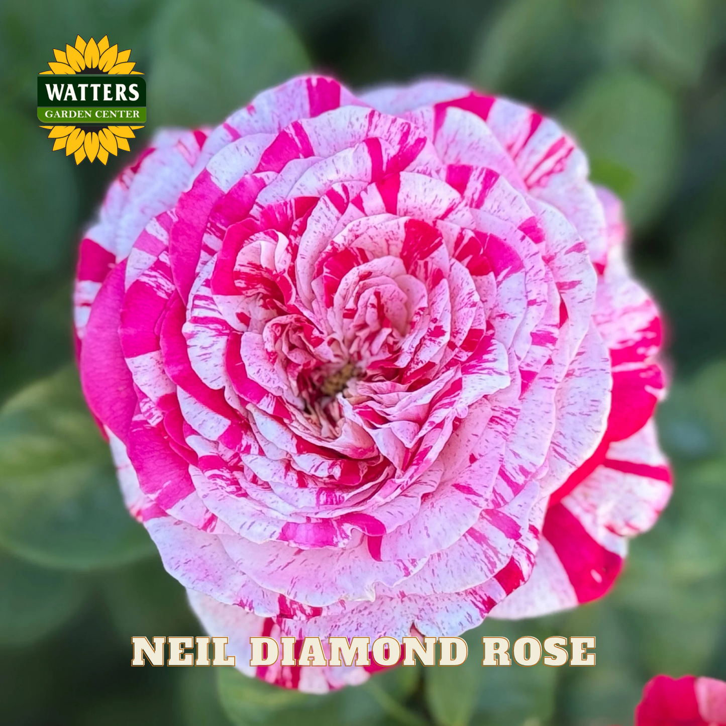 Pink and white striped rose with 'Watters Garden Center' logo and 'Neil Diamond Rose' text.