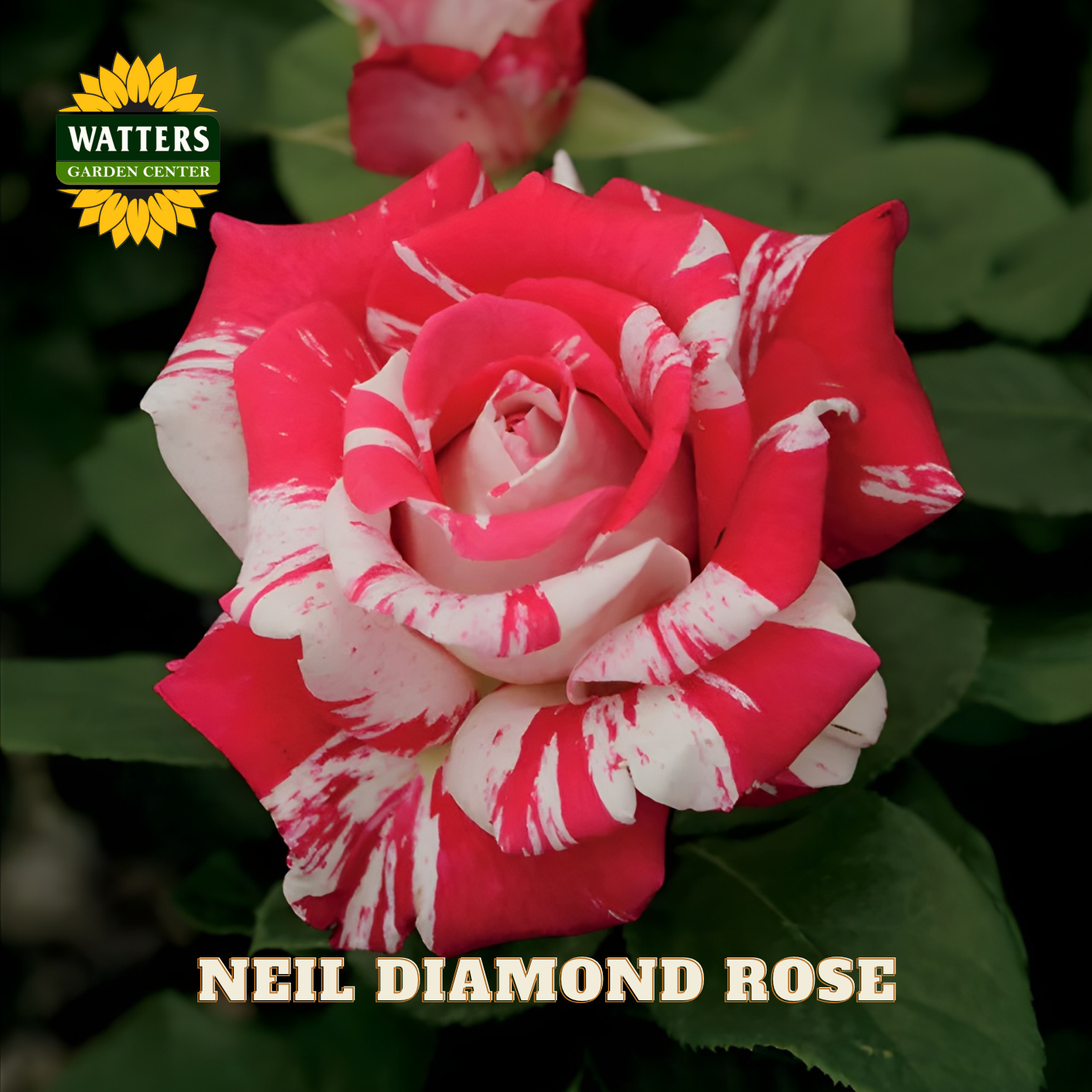 Pink and white rose with 'Watters Garden Center' logo and 'Neil Diamond Rose' text.