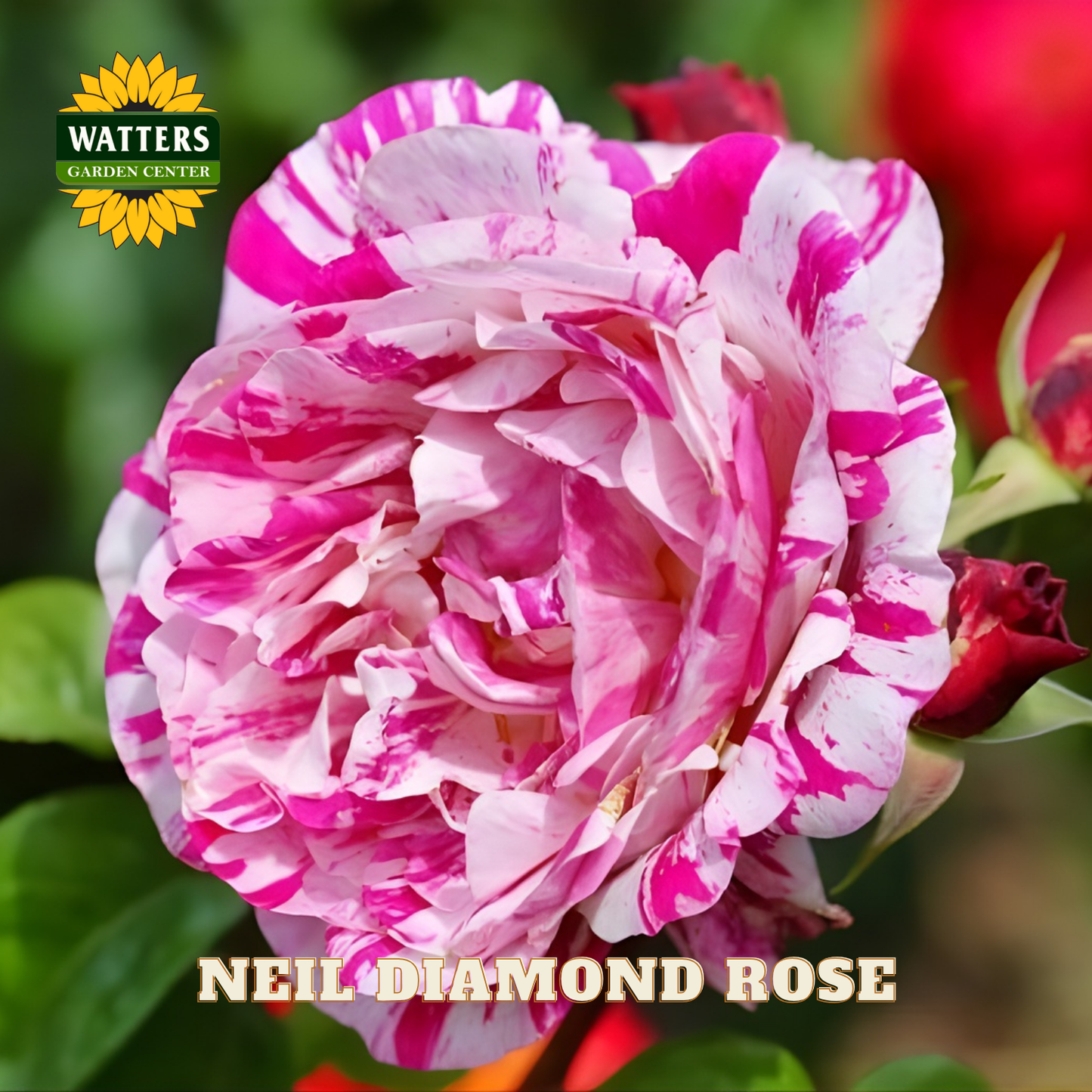 Pink and white striped rose with 'Watters Garden Center' logo and 'Neil Diamond Rose' text.