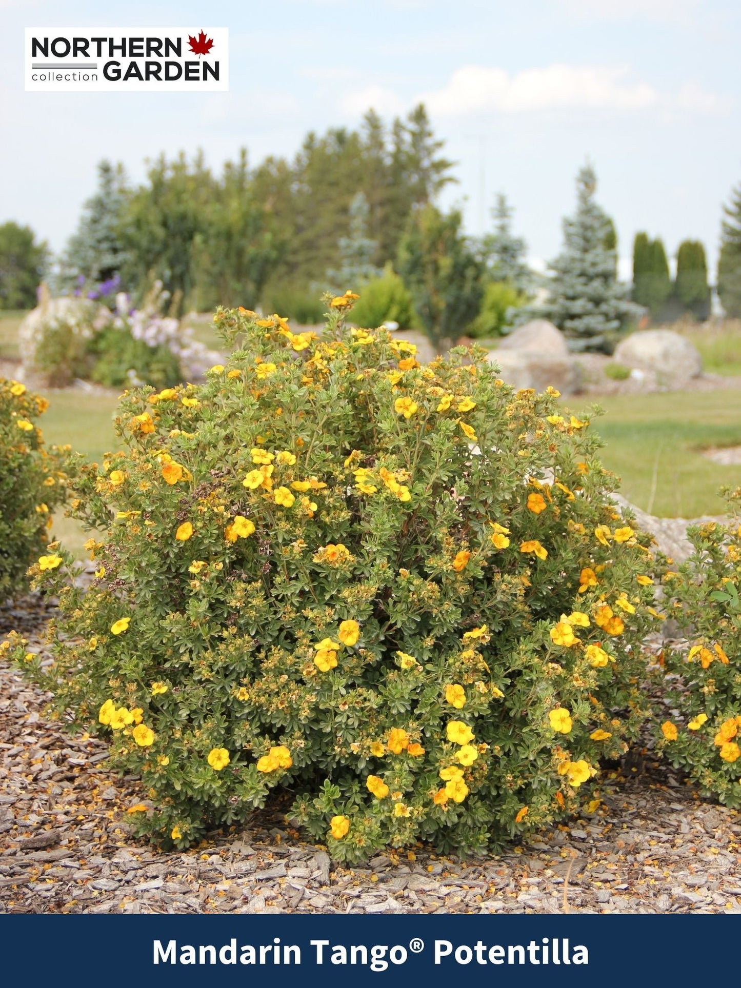 MANDARIN TANGO POTENTILLA 2gal